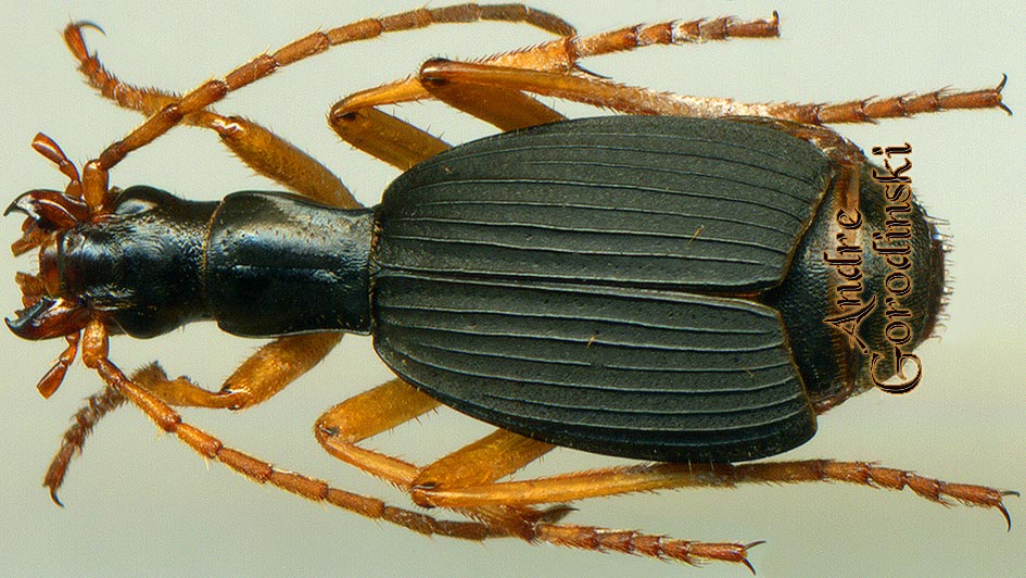 http://www.gorodinski.ru/carabidae/Aptinus sp.1.jpg